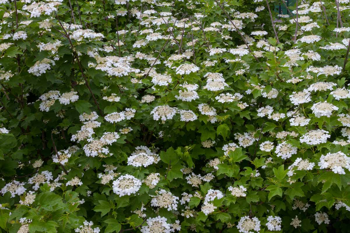 Viburnum opulus
