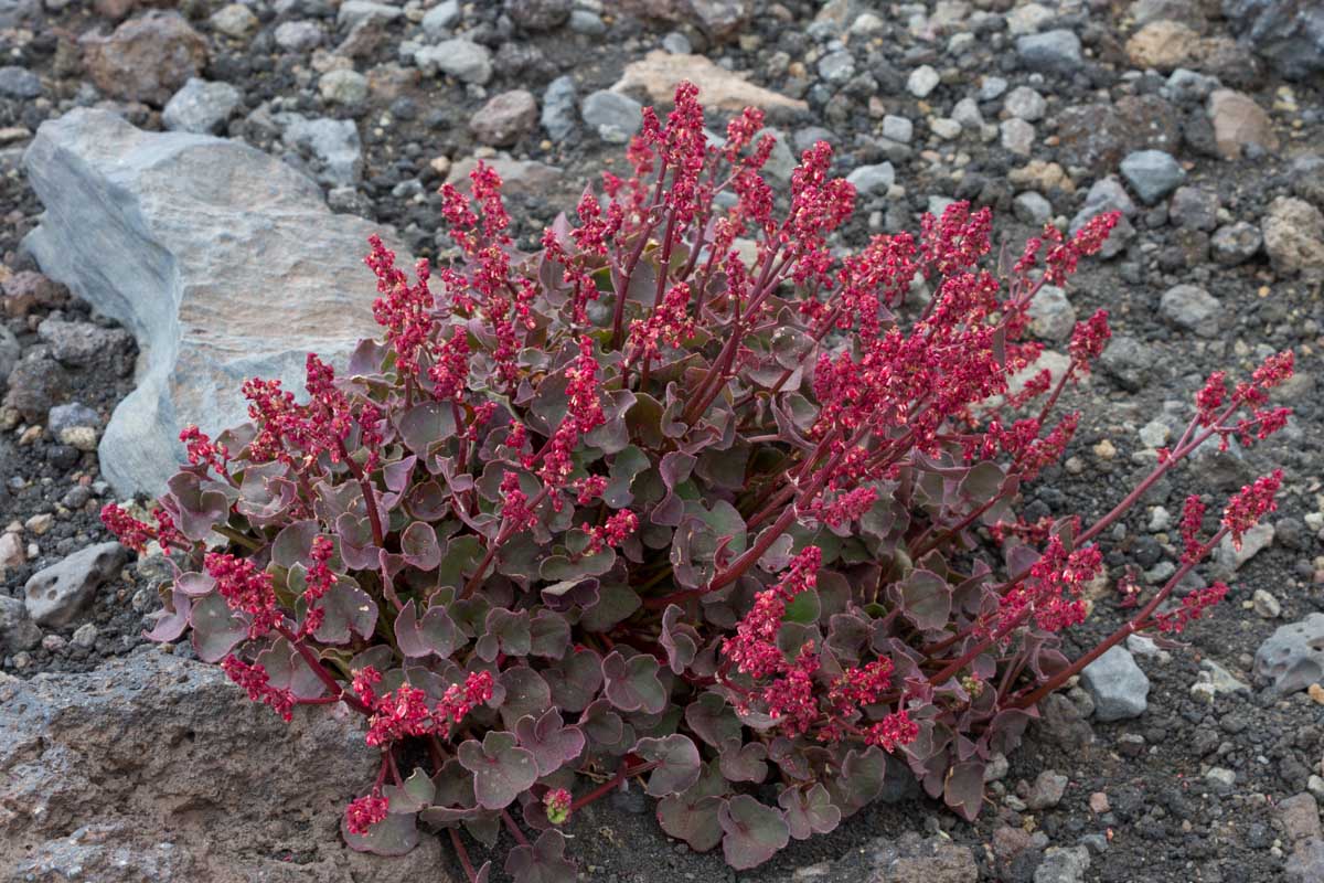 Rumex scutatus subsp. aetnensis  / Romice dell''Etna