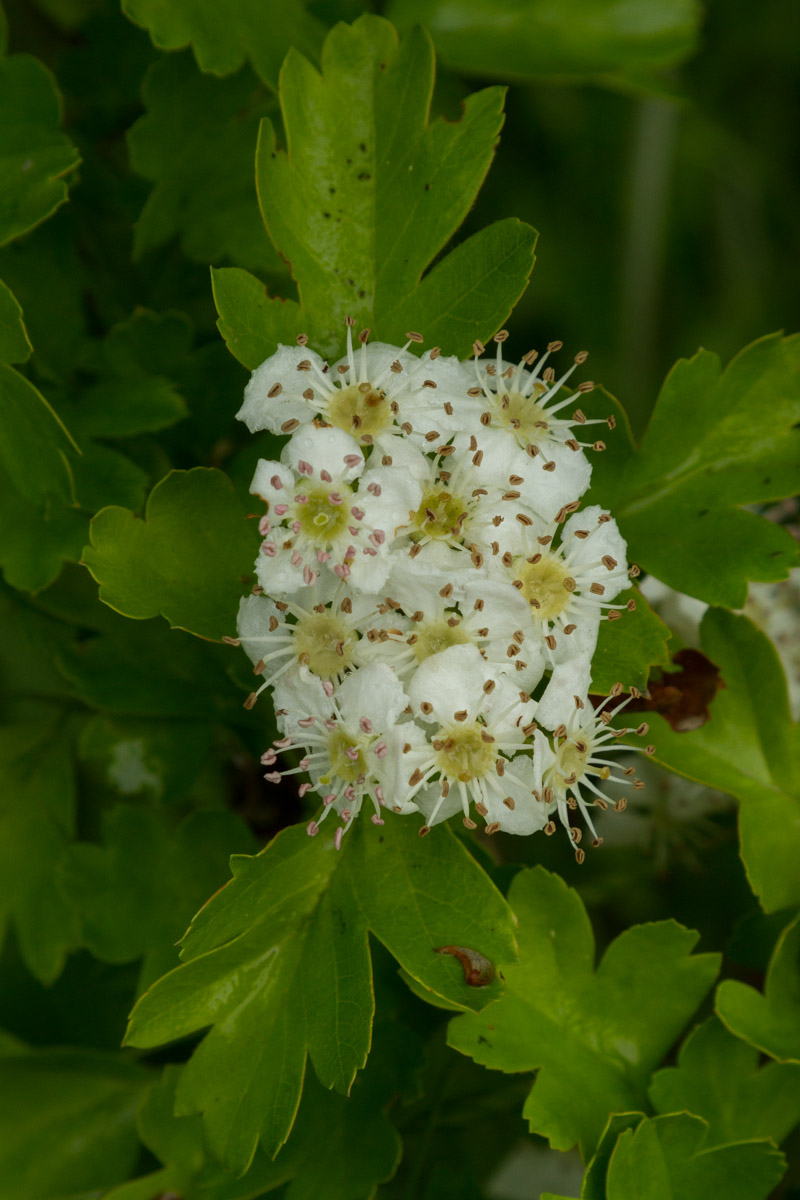 Crataegus monogyna