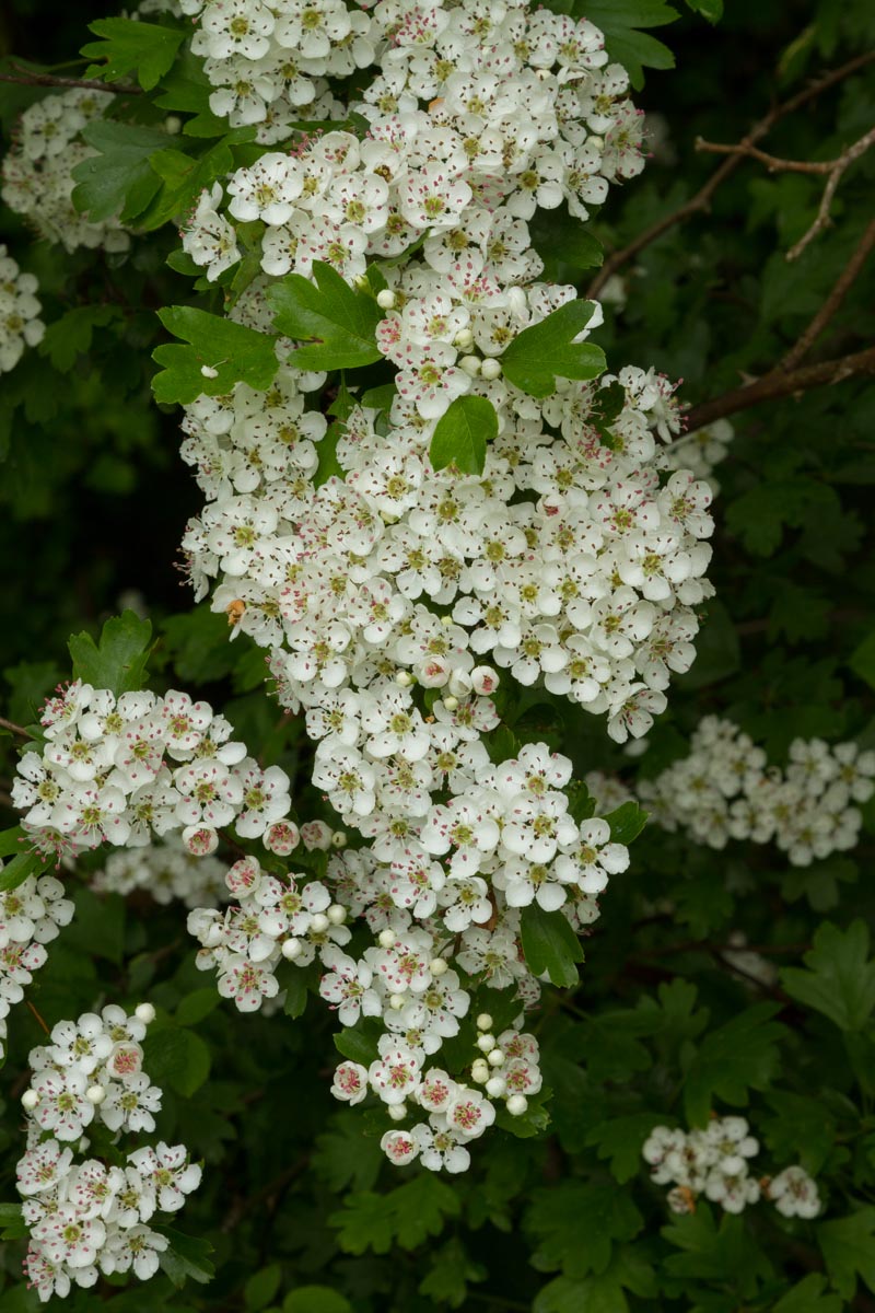 Crataegus monogyna