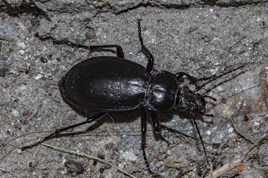 Quale Carabus? C. (Archicarabus) nemoralis