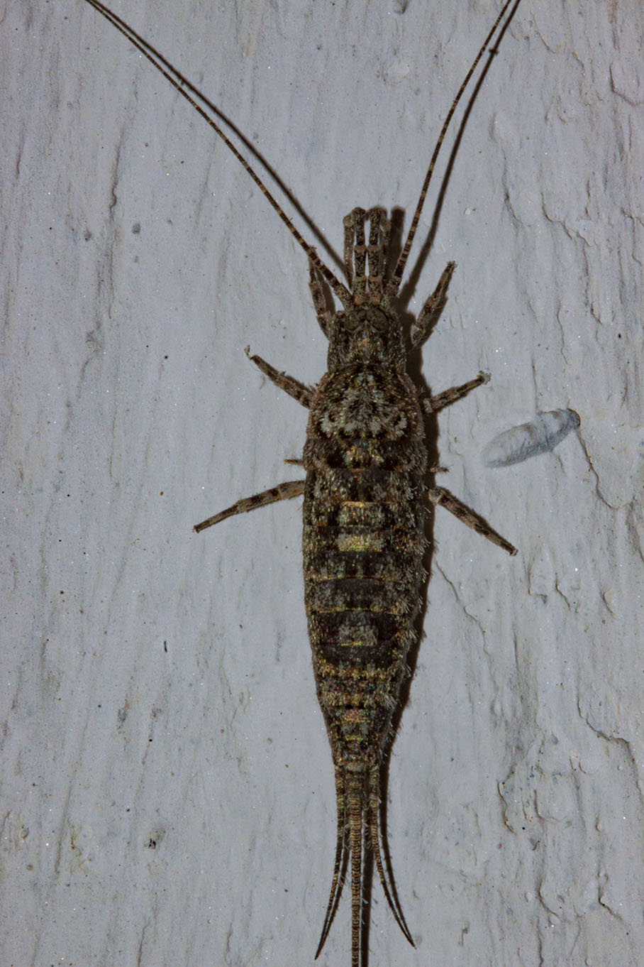 Microcoryphia: Machilis sp. (Machilidae)