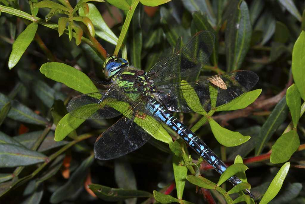 Brachytron pratense (Aeshnidae)