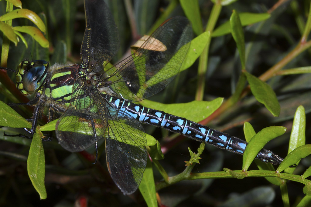 Brachytron pratense (Aeshnidae)