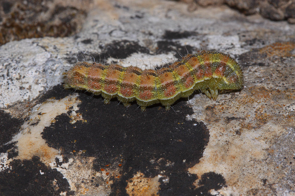 Larva da identificare - Heliothis peltigera (cfr.), Noctuidae