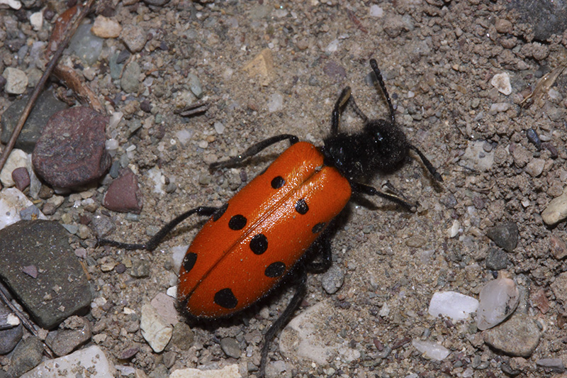 Mylabris (Eumylabris) fabricii Soumacov, Meloidae