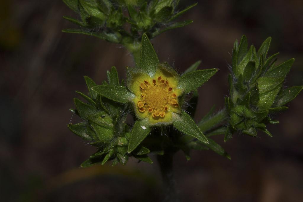 Potentilla sp.