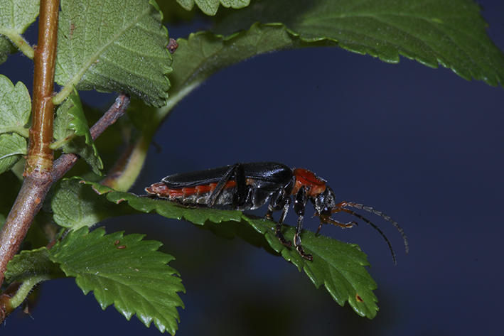 Cantharidae?  Sì, Cantharis fusca