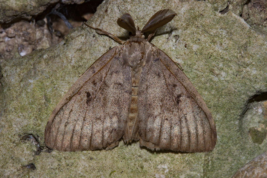 Falena da identificare - Lymantria dispar, Erebidae Lymantriinae