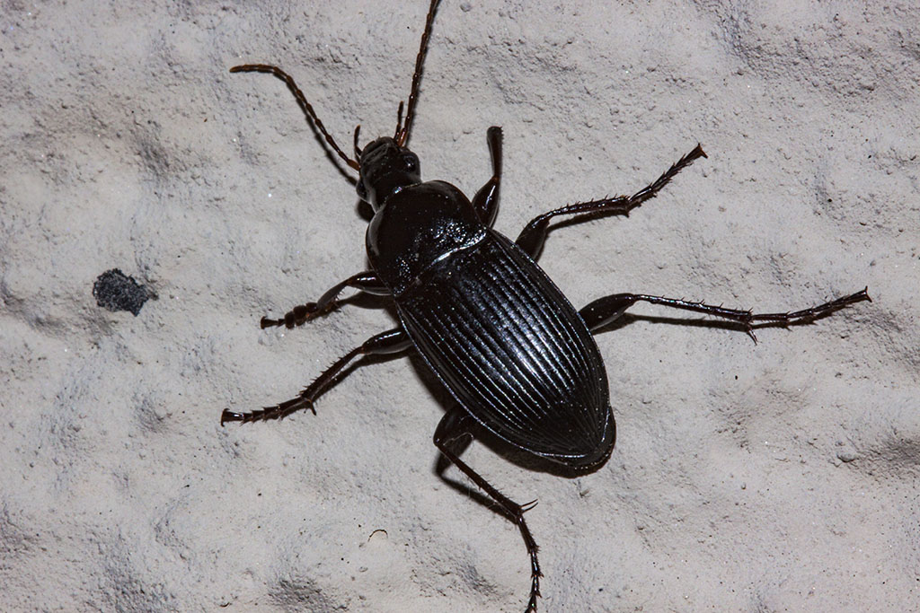 Carabidae: i Calathus fuscipes graecus, maschio