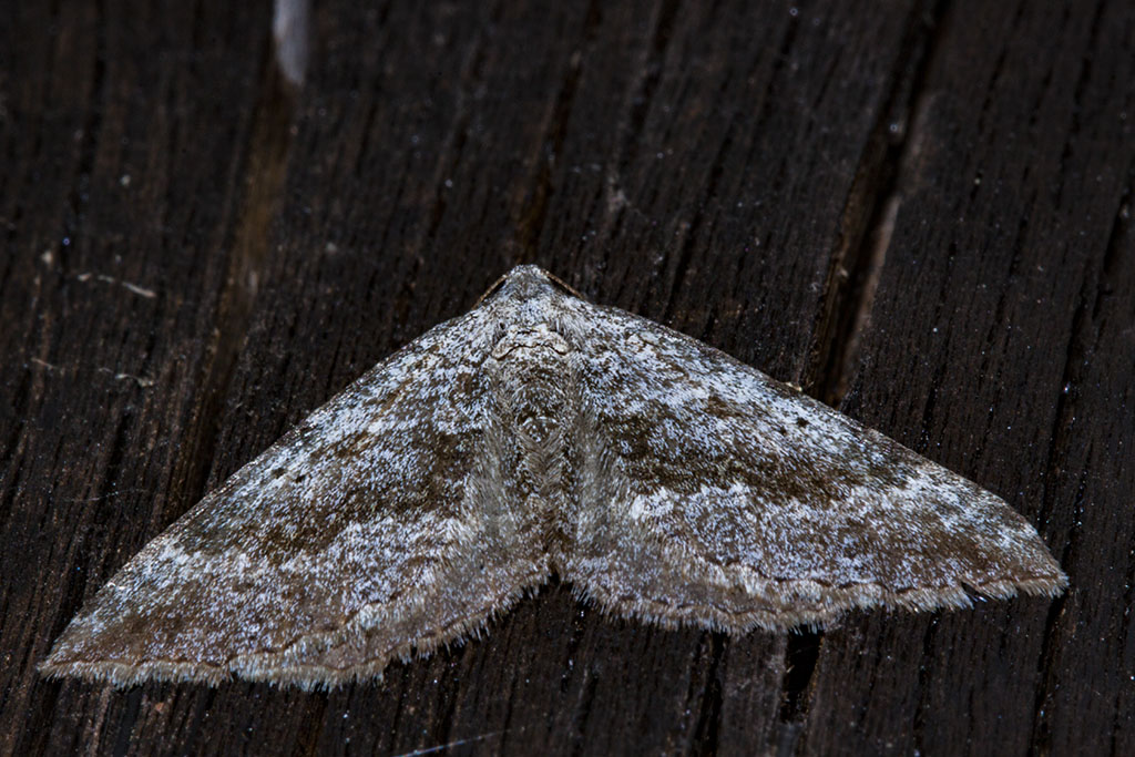 piccola falena da ID - Cfr. Scotopteryx bipunctaria, Geometridae