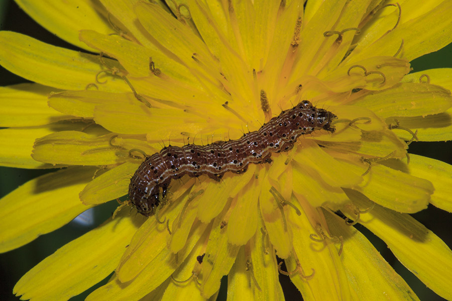 Larva da ID