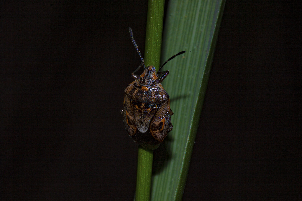 Pentatomidae: Holcogaster fibulata