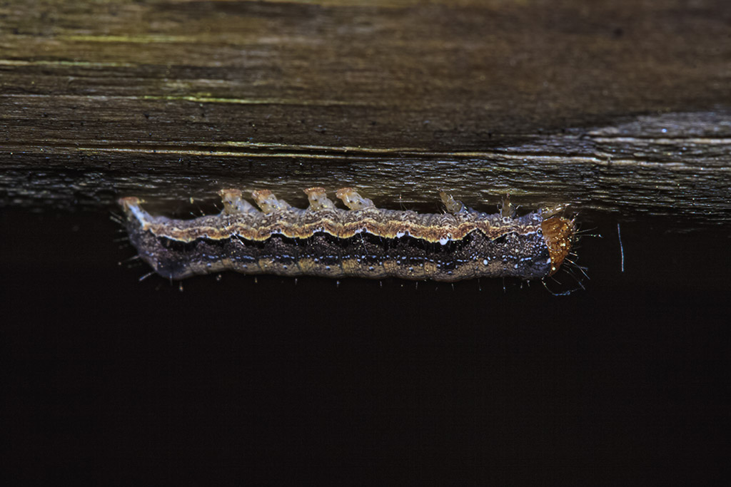 Larva da ID