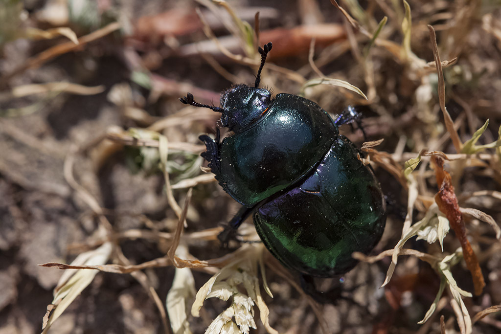 Geotrupidae: Trypocopris pyrenaeus cyanicolor