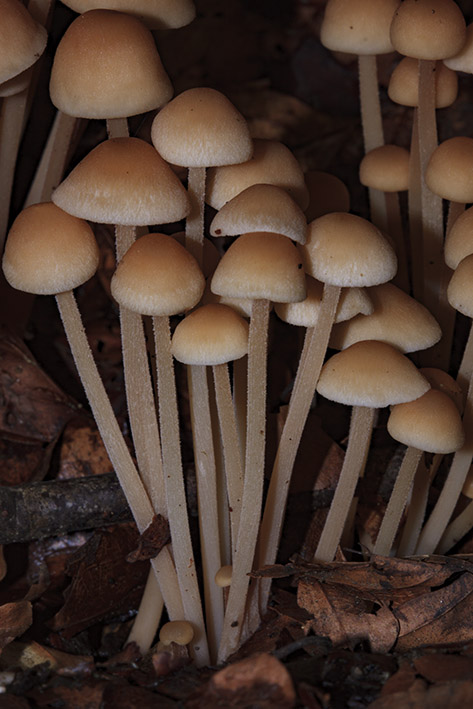 Fungo da determinare