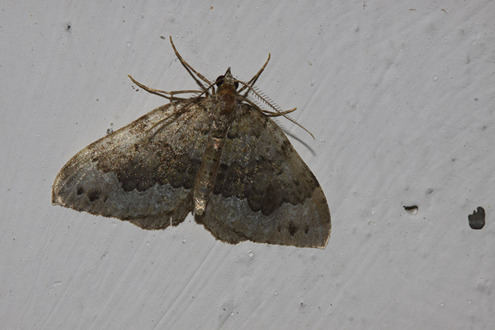 Falena da identificare - Calostygia aptata?