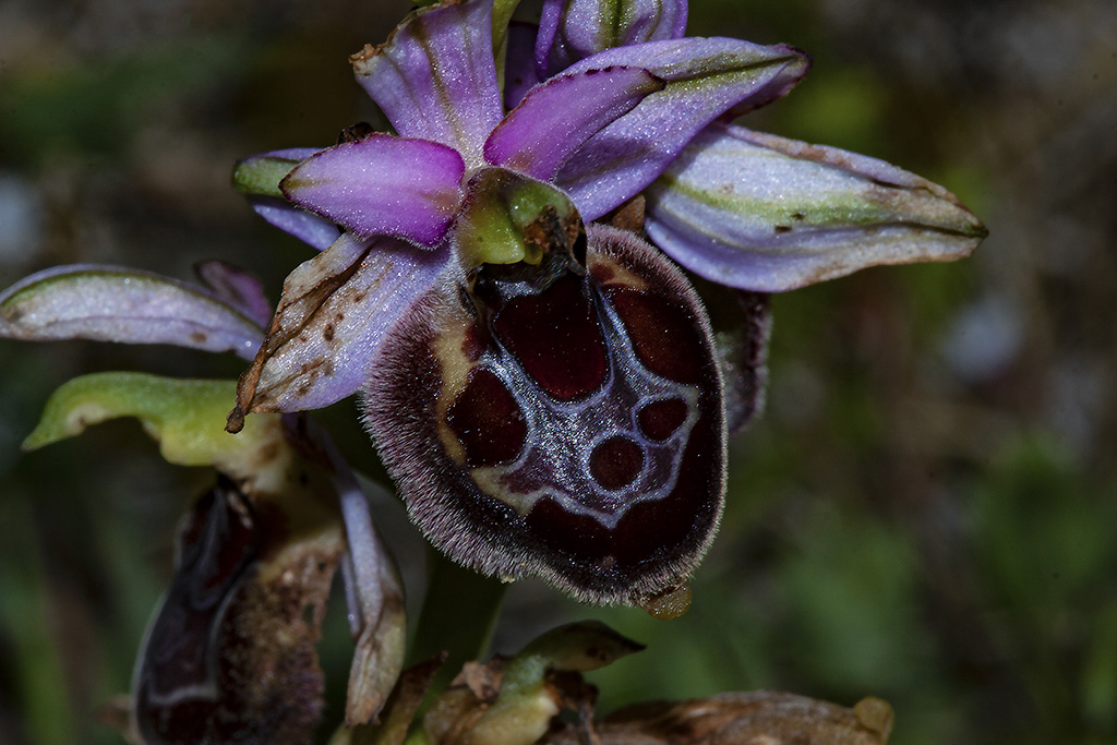 apulica x bertoloni?