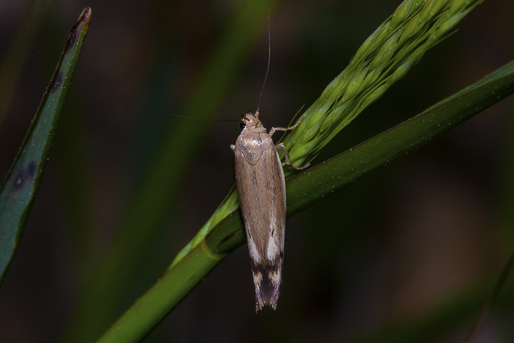 Piccola falena da ID