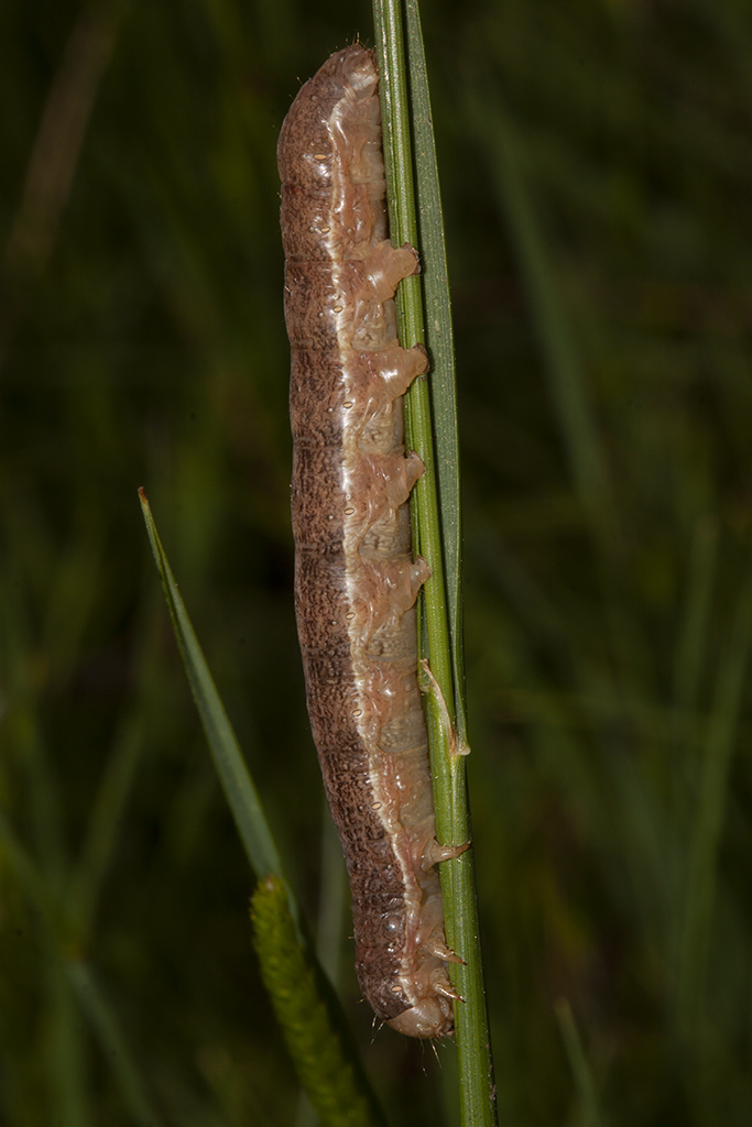 larva da ID