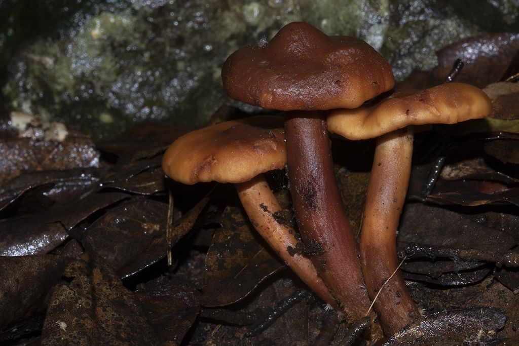 Fungo da ID