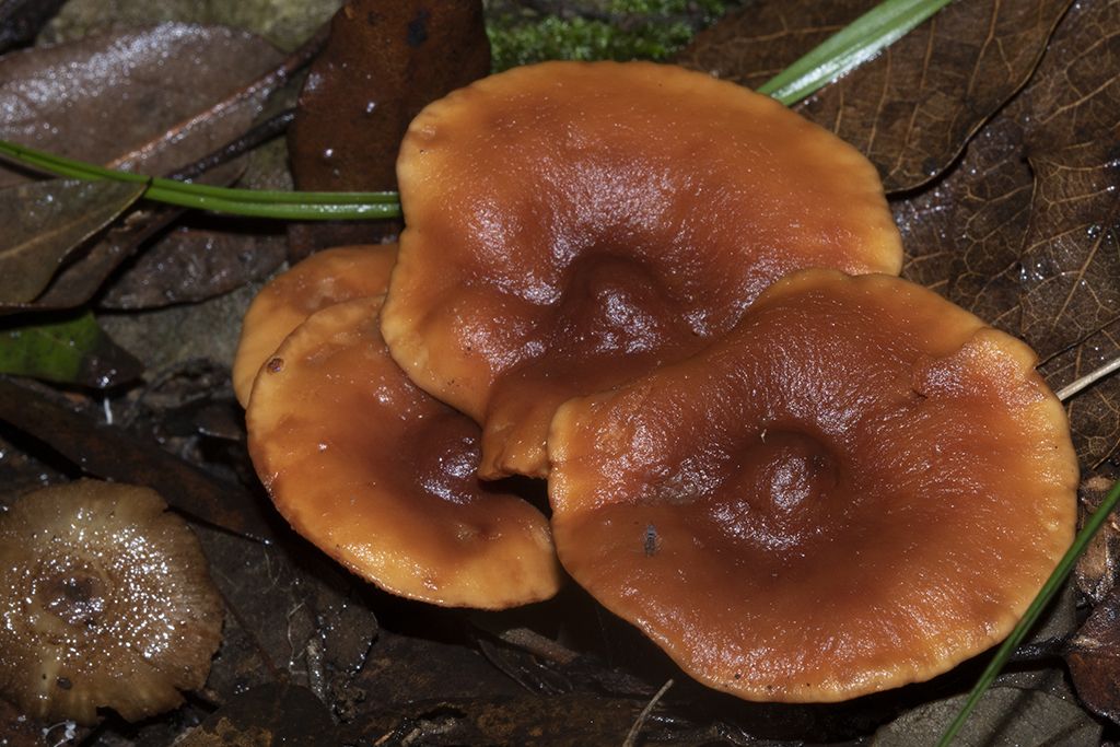 Fungo da ID