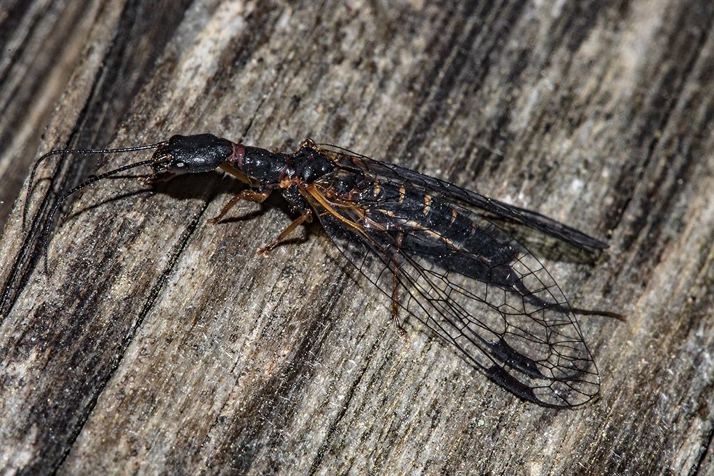 Inocellidae: Parainocellia bicolor, femmina