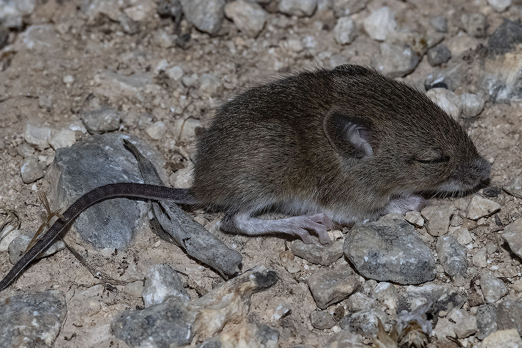 Apodemus sp. o Mus musculus?  Apodemus sp., giovane