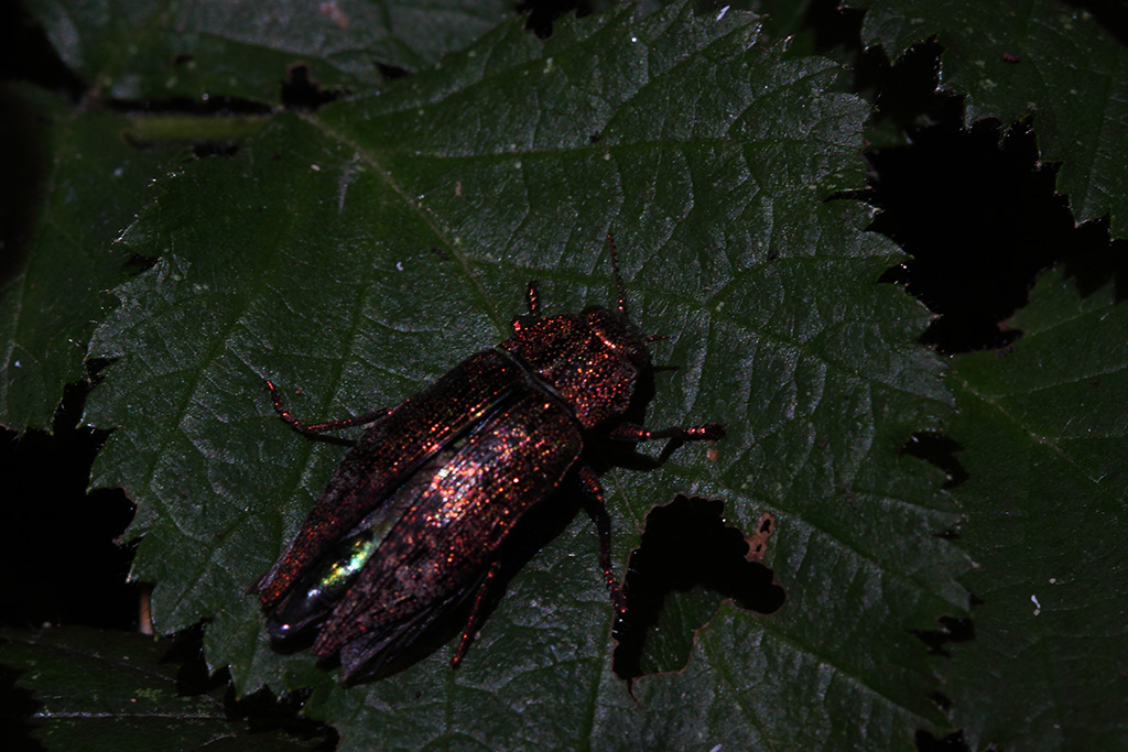 Buprestidae: Agrilus sp. ?  No, Dicerca sp.