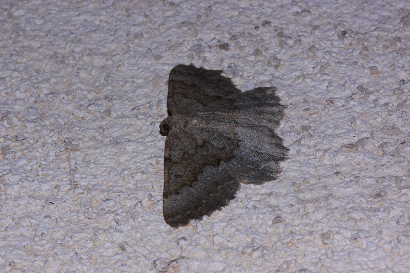 Falena da identificare - Gnophos furvata, Geometridae