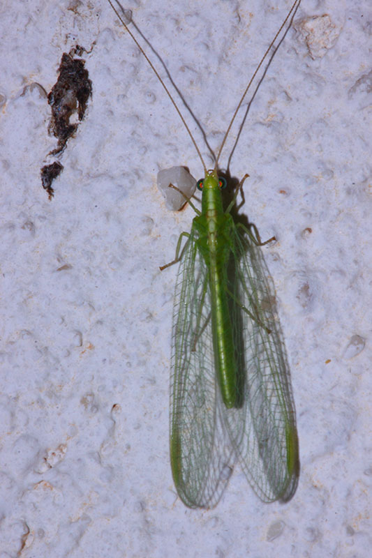 Chrysopa o Chrysoperla ? Chrysoperla sp.