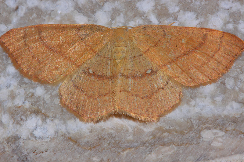 Cyclophora ruficiliaria? No, Cyclophora (Codonia) linearia, Geometridae