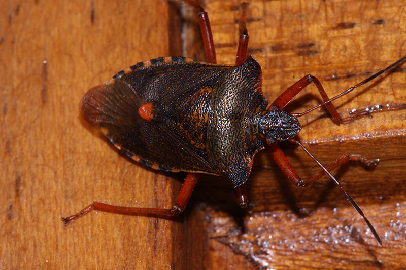 Pentatomide:  Carpocoris mediterraneus ?  No, Pentatoma rufipes