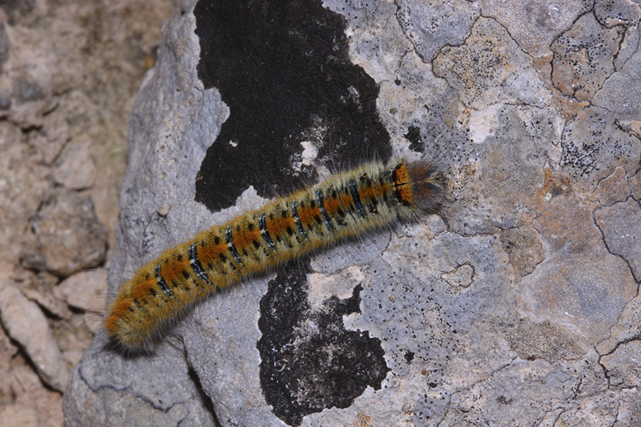 Bruco da identificare - Lasiocampa (Pachygastria) trifolii, Lasiocampidae