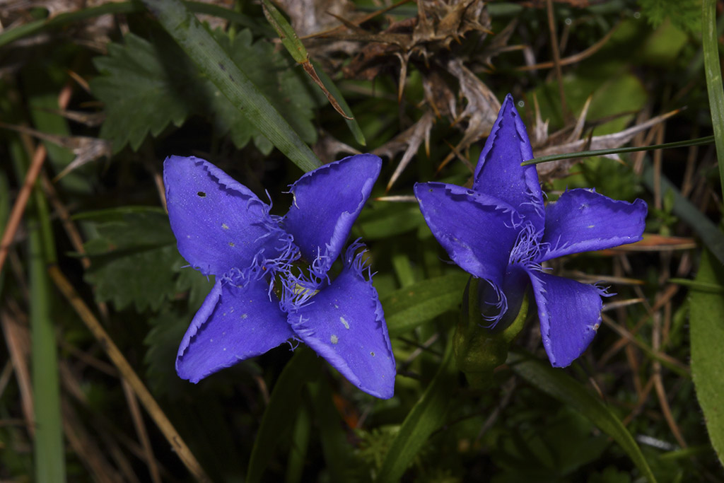 Gentianopsis ciliata