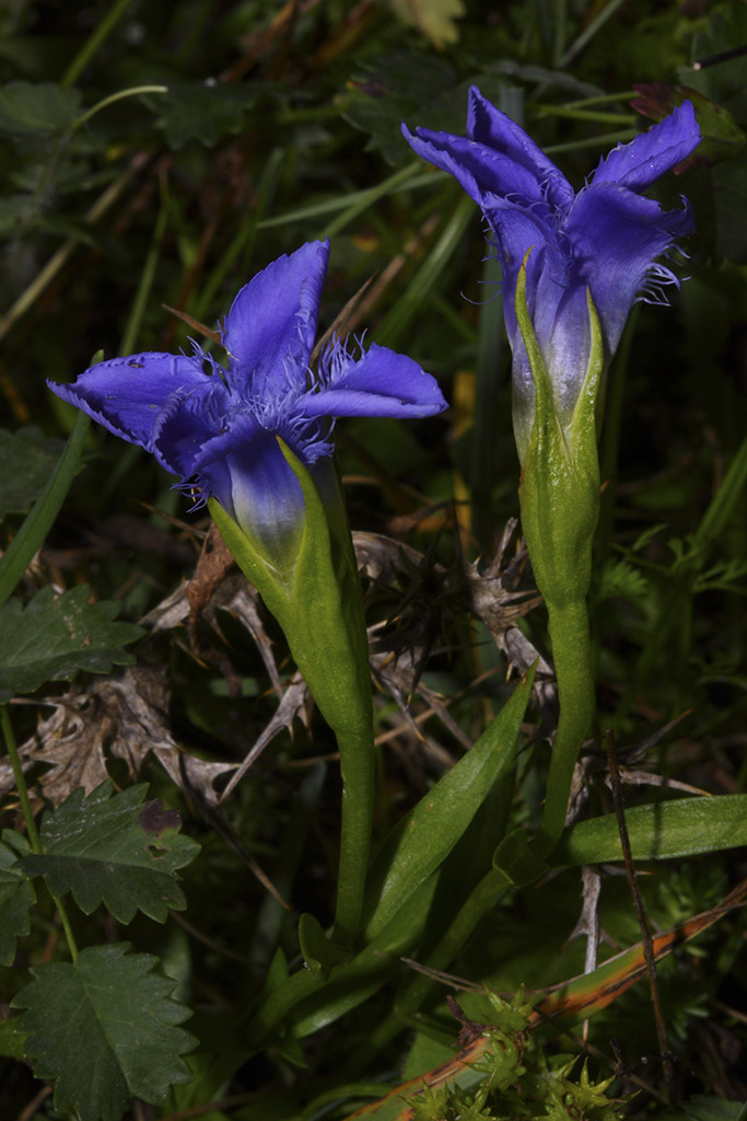 Gentianopsis ciliata