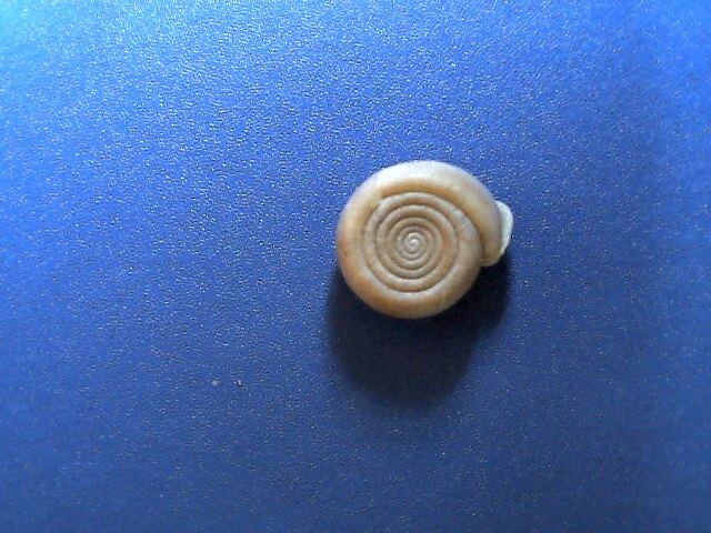 Aiuto