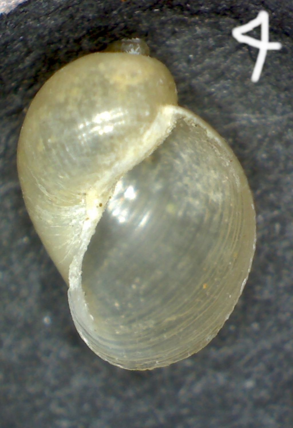 Radix