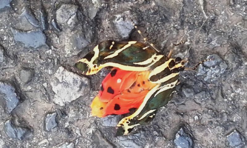 farfalla da determinare - Euplagia quadripunctaria, Erebidae