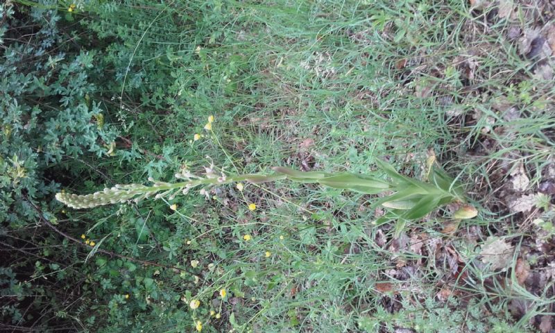 Himantoglossum adriaticum... o no?