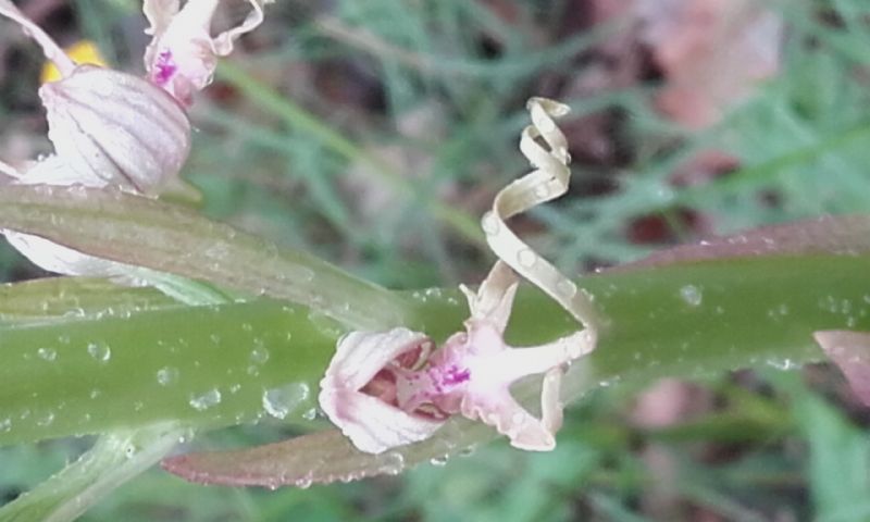 Himantoglossum adriaticum... o no?