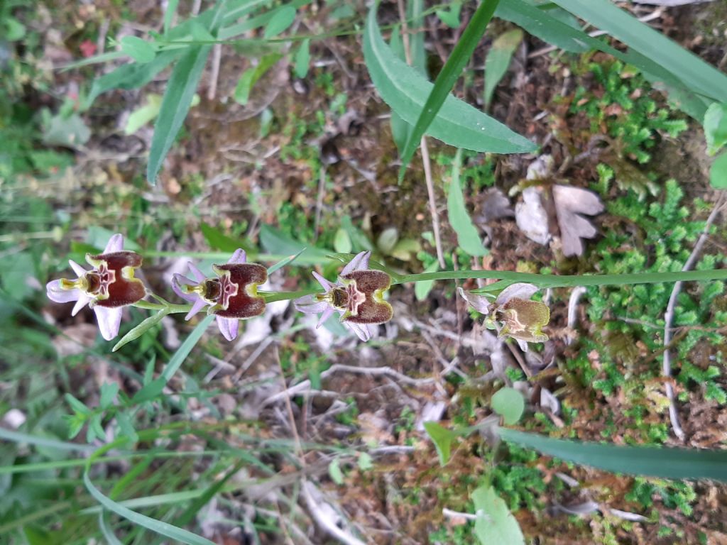 Quale Ophrys?