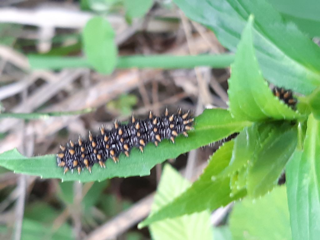 Bruco di... Melitaea nevadensis (=celadussa)