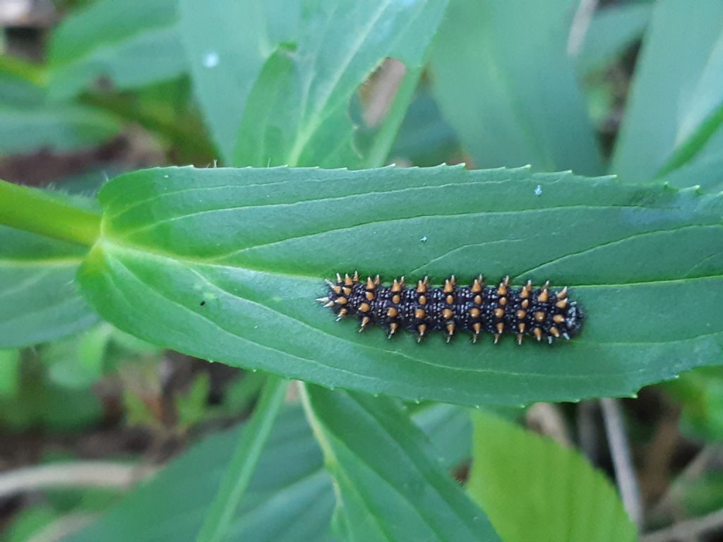 Bruco di... Melitaea nevadensis (=celadussa)