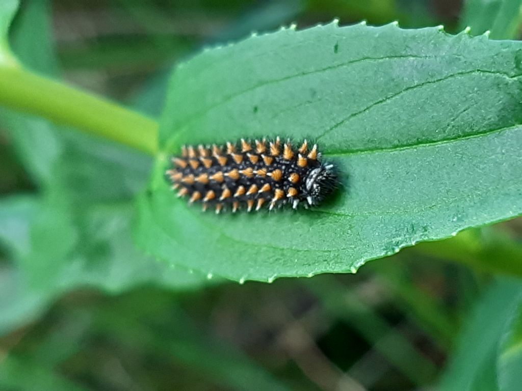 Bruco di... Melitaea nevadensis (=celadussa)