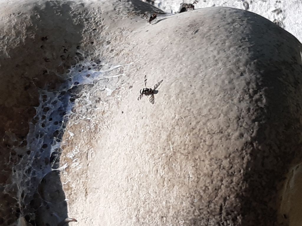 Nido di imenotteri?  No,  Ditteri  su fungo: Myennis octopunctata (Ulididae)