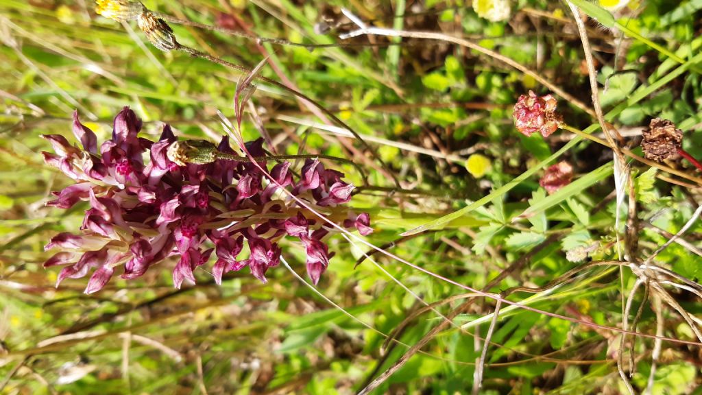 Lusso di A. coriophora?