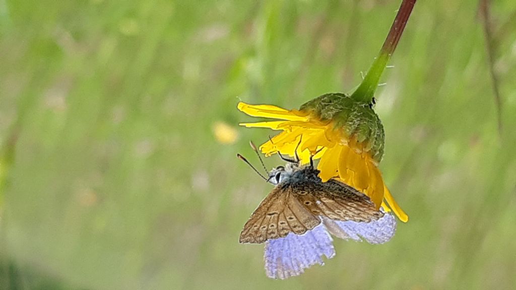 Licena da id.