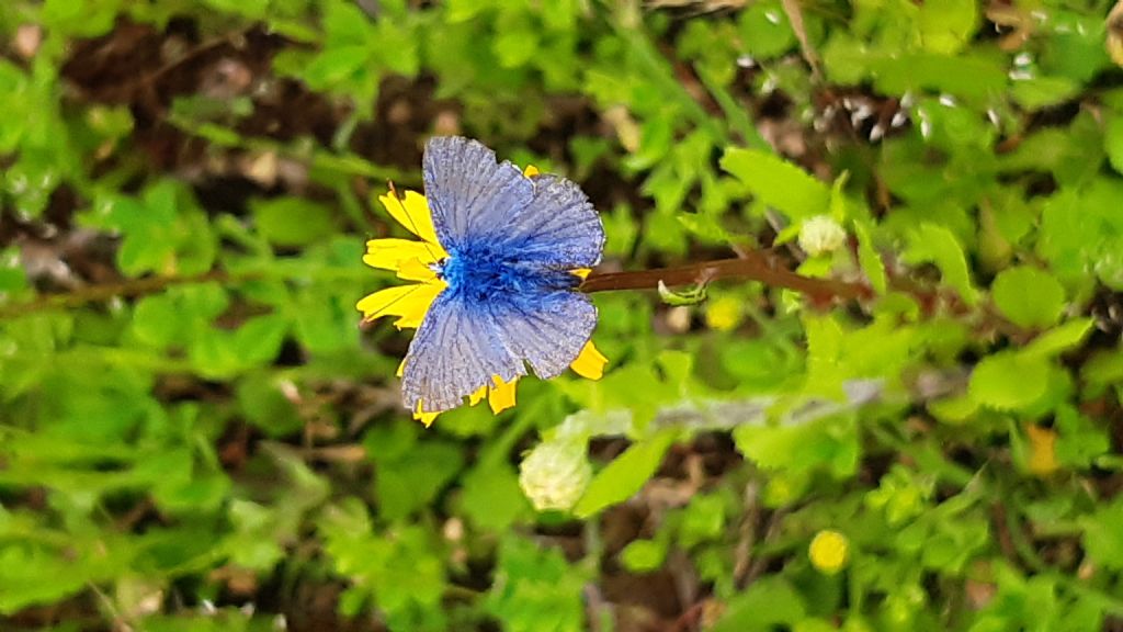 Licena da id.