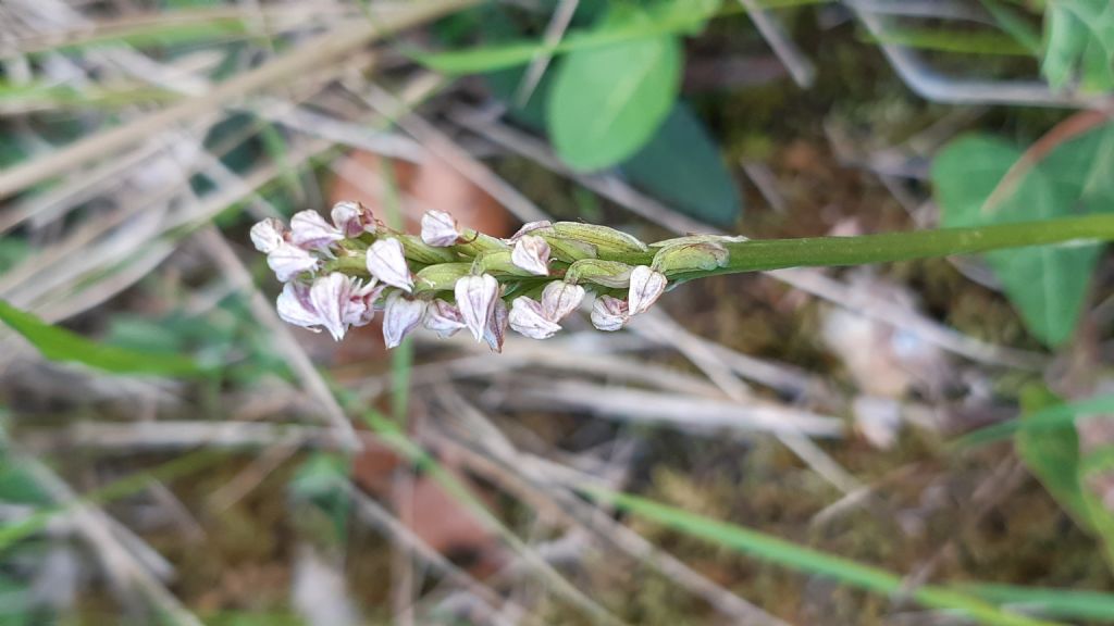 Orchidea da id.